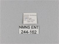 緣斑枯葉蛾藏品圖，第3張