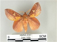 竹黃斜帶枯葉蛾藏品圖，第1張