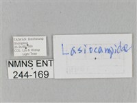 竹黃斜帶枯葉蛾藏品圖，第3張