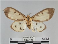 長斑擬燈蛾藏品圖，第1張