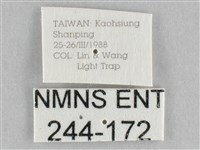 長斑擬燈蛾藏品圖，第3張