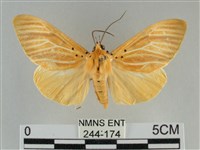 橙擬燈蛾藏品圖，第1張