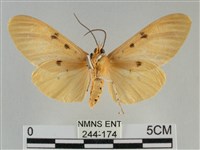 橙擬燈蛾藏品圖，第2張