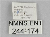 橙擬燈蛾藏品圖，第3張