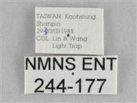 橙擬燈蛾藏品圖，第3張