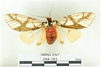 乳白斑燈蛾藏品圖，第1張