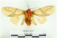 乳白斑燈蛾藏品圖，第2張