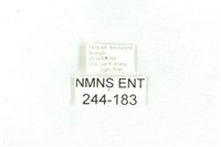 乳白斑燈蛾藏品圖，第3張