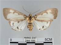 長斑擬燈蛾藏品圖，第1張