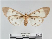 長斑擬燈蛾藏品圖，第2張