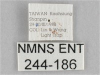 長斑擬燈蛾藏品圖，第3張