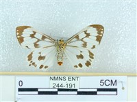 粉蝶燈蛾藏品圖，第2張