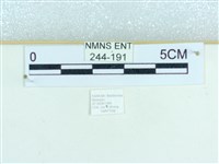 粉蝶燈蛾藏品圖，第3張