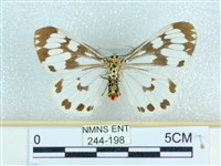 粉蝶燈蛾藏品圖，第2張