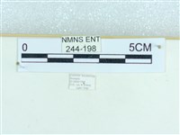 粉蝶燈蛾藏品圖，第3張