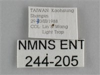 鱗紋眼蛺蝶藏品圖，第3張