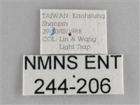 臺灣黛眼蝶藏品圖，第3張