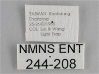 鱗紋眼蛺蝶藏品圖，第3張