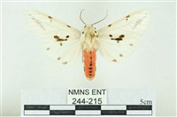 菊池污燈蛾藏品圖，第1張