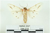 菊池污燈蛾藏品圖，第2張