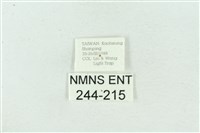 菊池污燈蛾藏品圖，第3張