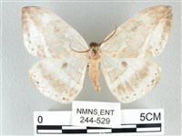 圓翅大鉤蛾藏品圖，第1張