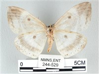 圓翅大鉤蛾藏品圖，第2張