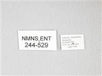 圓翅大鉤蛾藏品圖，第3張