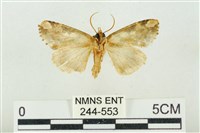 連珠波紋蛾藏品圖，第2張