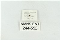 連珠波紋蛾藏品圖，第3張