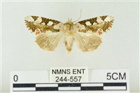 連珠波紋蛾藏品圖，第1張