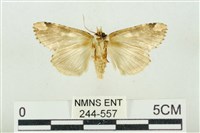 連珠波紋蛾藏品圖，第2張