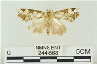 連珠波紋蛾藏品圖，第1張