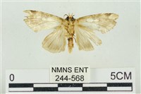 連珠波紋蛾藏品圖，第2張