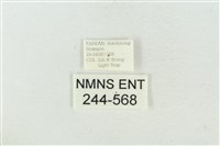 連珠波紋蛾藏品圖，第3張