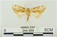 連珠波紋蛾藏品圖，第1張