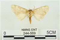 連珠波紋蛾藏品圖，第2張