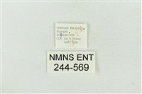 連珠波紋蛾藏品圖，第3張