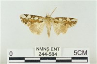 連珠波紋蛾藏品圖，第1張