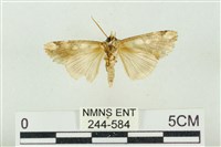 連珠波紋蛾藏品圖，第2張