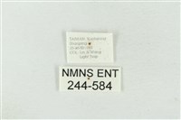 連珠波紋蛾藏品圖，第3張