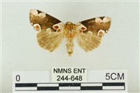 大斑波紋蛾藏品圖，第1張