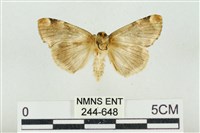 大斑波紋蛾藏品圖，第2張