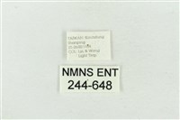 大斑波紋蛾藏品圖，第3張