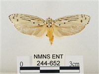 線紋篩蛾藏品圖，第1張