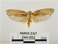 線紋篩蛾藏品圖，第2張