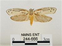 線紋篩蛾藏品圖，第1張