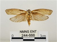 線紋篩蛾藏品圖，第2張