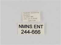 線紋篩蛾藏品圖，第3張