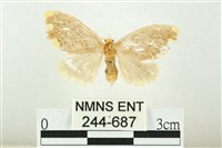 黑翅黃毒蛾藏品圖，第1張